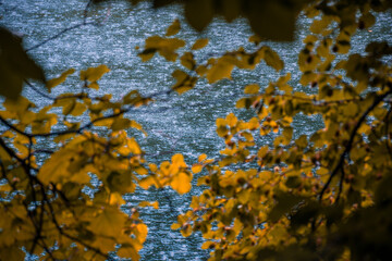 Small yellow autumn leaves over a blue silver river