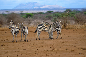  Zebra im Nationalpark Tsavo Ost, Tsavo West und Amboseli in Kenia