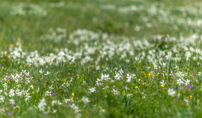 Champ de narcisses sur le plateau de Retord à Brénod, Ain, France