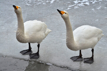 two swans on the lake