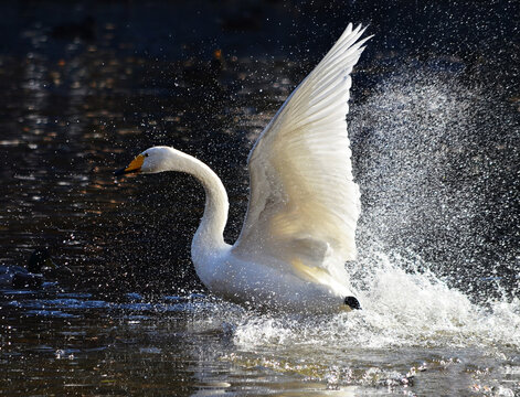 white swan on the water