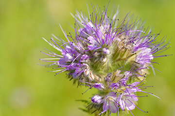A phacelia blooming with a purple flower in sunlight in close-up on a blurred green background. Background