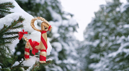 straw Yule Goat toy on snowy fir tree outdoor. Winter nature background. traditional festive decor,...