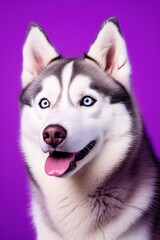 A close-up portrait of a husky dog with blue eyes and a purple background