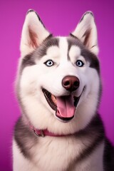 A close-up portrait of a husky dog with blue eyes and a purple background