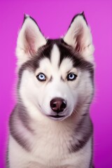 Fototapeta premium A close-up portrait of a husky dog with blue eyes and a purple background
