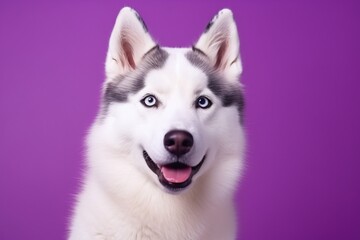 Fototapeta premium A close-up portrait of a husky dog with blue eyes and a purple background