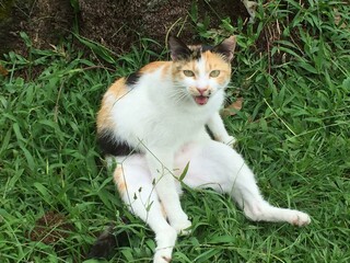 calico cat sitting on the grass, looking like a little person