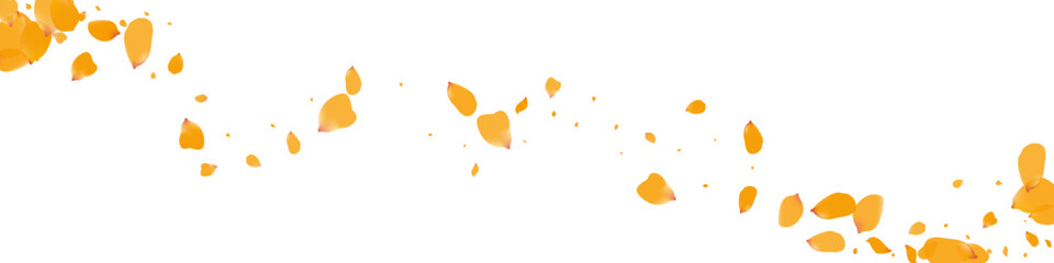 Delicate Blossom Dutch Vector White Panoramic