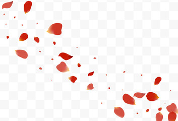 Red Cherry Tender Vector Transparent Background.