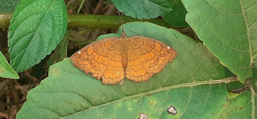 Angled castor Butterfly on Green Leaves © B R DIGITAL