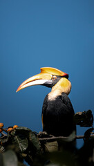 Indian great hornbill (female) 