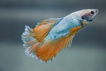 Betta Fish with cyan and orange colors