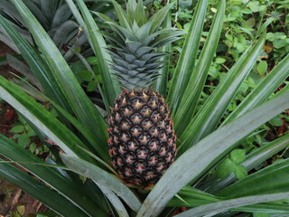Obraz premium Very large and old pineapple fruit still on the tree