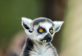 Fototapeta premium Portrait of a lemur. Animal close-up. Primate species from Madagascar.