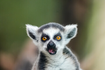 Naklejka na ściany i meble Portrait of a lemur. Animal close-up. Primate species from Madagascar.