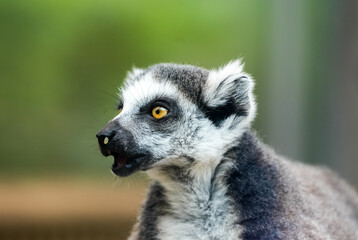 Portrait of a lemur. Animal close-up. Primate species from Madagascar.