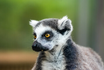 Obraz premium Portrait of a lemur. Animal close-up. Primate species from Madagascar.