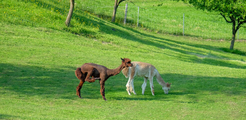 Alpaca im Salzkammergut am Mondsee in Österreich