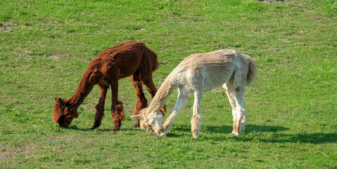 Alpaca im Salzkammergut am Mondsee in Österreich