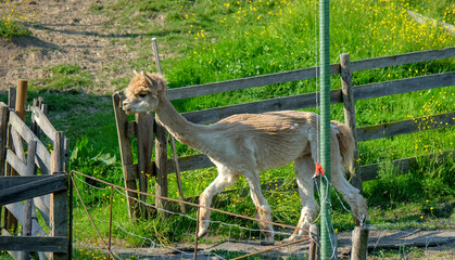 Alpaca im Salzkammergut am Mondsee in Österreich