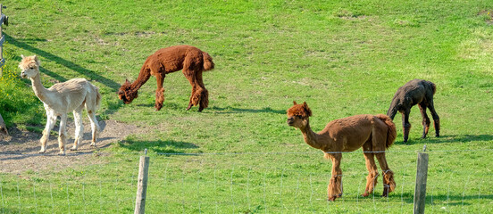 Alpaca  im Salzkammergut am Mondsee in Österreich