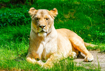 Portrait of a lioness.
Animal in close-up. Panthera leo. Large species of cat.