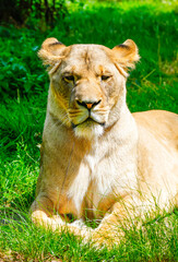 Portrait of a lioness.
Animal in close-up. Panthera leo. Large species of cat.