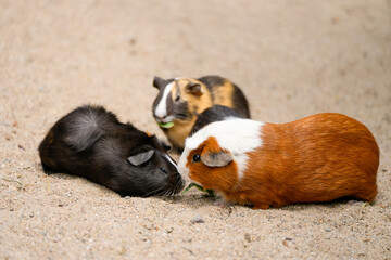 A group of guinea pigs with different fur colors.