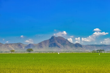 The beautiful natural scenery in Indonesia consists of mountains and lush green rice fields and bright, cloudy blue skies