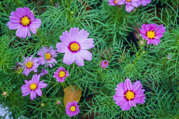 Fototapeta premium Close up of beautiful pink cosmos flowers in the garden at Suanluang RAMA IX, Bangkok, Thailand.