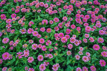 Pattern of blooming pink zania flower garden at Suanluang RAMA IX, Bangkok, Thailand.