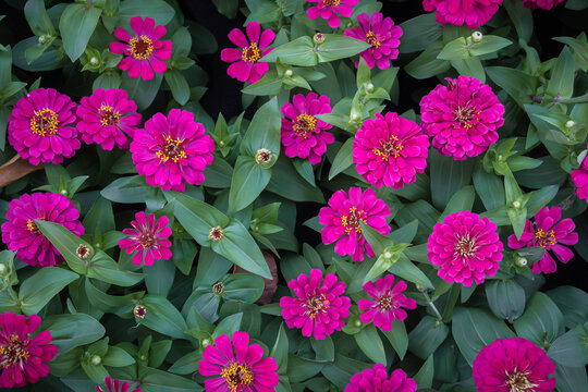 Pattern of blooming pink zania flower garden at Suanluang RAMA IX, Bangkok, Thailand.