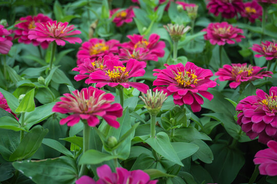 Close up of blooming pink zania flower garden at Suanluang RAMA IX, Bangkok, Thailand.