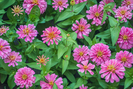 Pattern of blooming pink zania flower garden at Suanluang RAMA IX, Bangkok, Thailand.