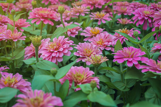 Pattern of blooming pink zania flower garden at Suanluang RAMA IX, Bangkok, Thailand.