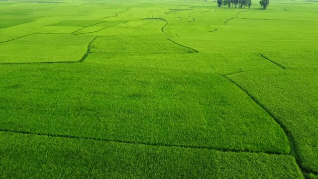 Rice field aerial Shot at east of India. 4K aerial views of rice field at mahalo village rice paddy at west bengal, India. 