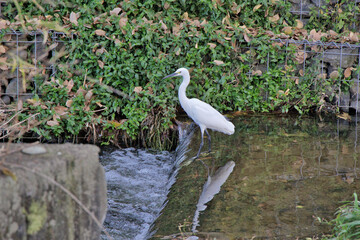 用水路のコサギ