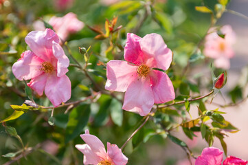 Rosa Chinensis Mutabilis Native From South West China In Summer