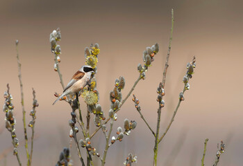 Obraz premium Buidelmees, Penduline Tit, Remiz pendulinus