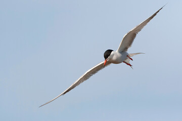 Common Tern, Sterna hirundo, on the Greek island Lesvos.