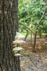 Mushrooms On Quercus Cerris Native From Europe