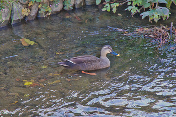 用水路のカモ