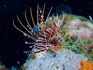 Naklejka na ściany i meble Lionfish on a coral reef. A lionfish swims over a coral reef at night underwater.