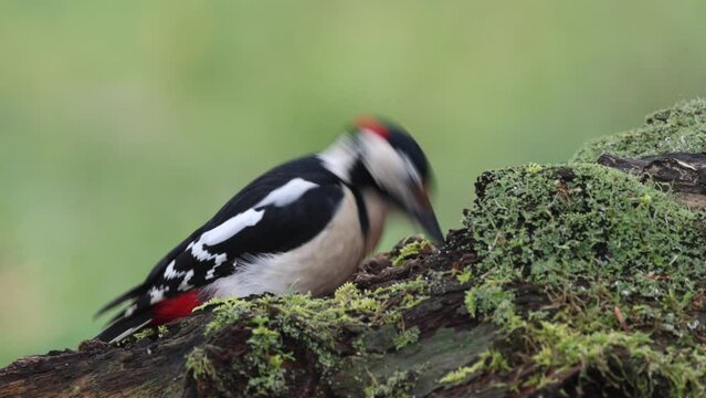 Buntspecht&nbsp;(Dendrocopos major)  