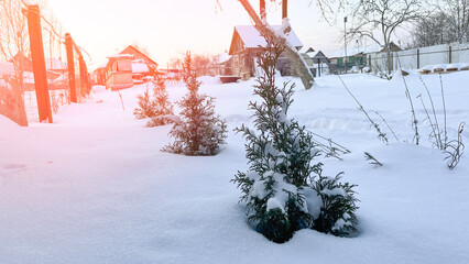 Small arborvitae in snow in winter, Thujas covered with snow in garden, close-up