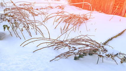 Raspberry bush in winter in snow, Branches of bushes bent to ground in winter