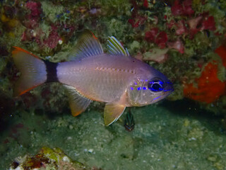 Tropical fish among corals. A small fish swims among a coral reef underwater.