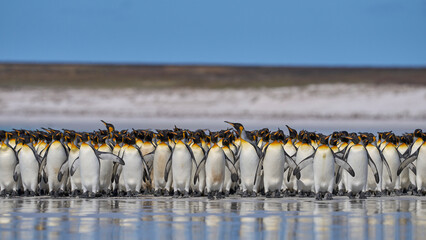 Group of King Penguins (Aptenodytes patagonicus) walking along a sandy beach at Volunteer Point in...