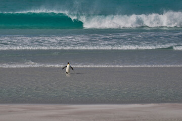 Fototapeta na wymiar King Penguin (Aptenodytes patagonicus) coming ashore at Volunteer Point in the Falkland Islands.